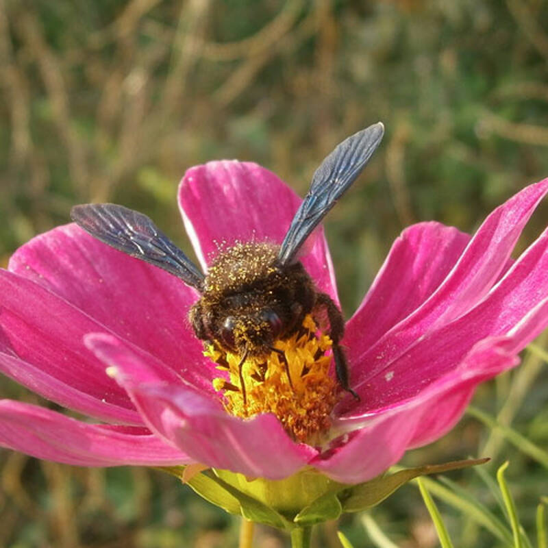 [SORTIE NATURE] BUTINEURS EN HERBE